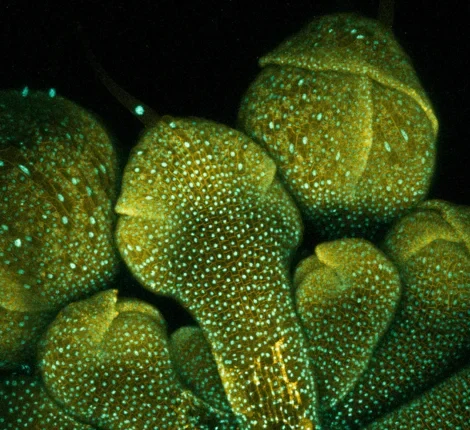 Microscopic image of plant cells