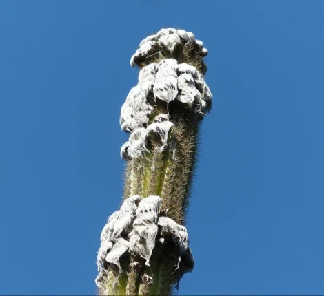 Cactus with thick tufts of matted white hairs