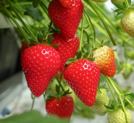 Strawberries growing in a bush at various state of ripeness