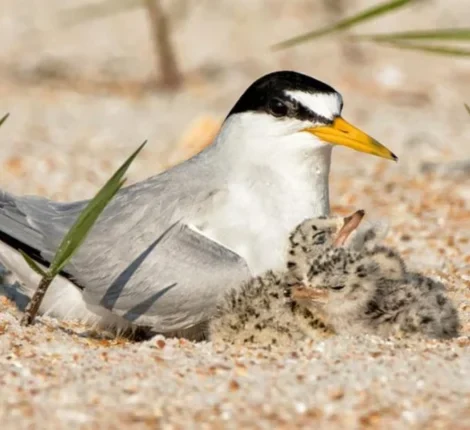 A family of seabirds