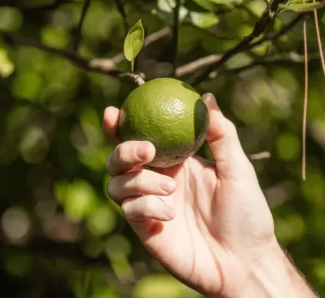 hand picking lime off of tree