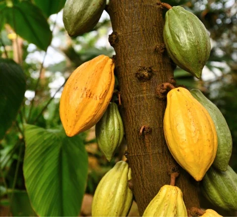 Yellow and green cacao pods hanging from tree.